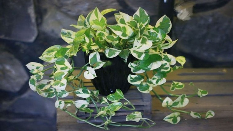 la cua cay trau ba sua rat dac biet khi co nhung vet loang mau trang tren nen la xanh anh minh hoa 4b9c2e2d46e34c37b5a58dec040d3eb4