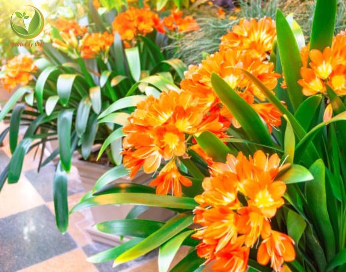 Lan Quân Tử mang ý nghĩa phong thủy tích cực, hợp mệnh Hỏa và Thổ.