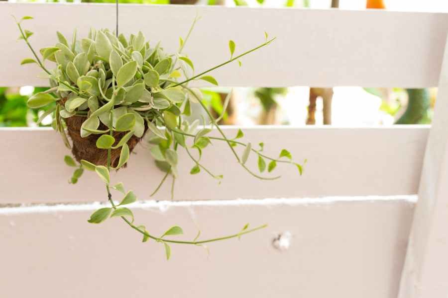 Đô la có dáng cây nhỏ nhắn rất thích hợp trồng trong nhà.