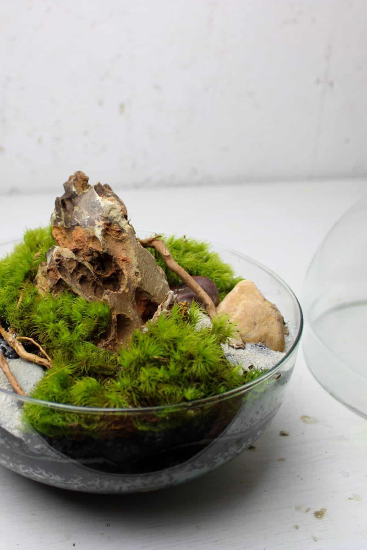 Terrarium với đá và gỗ trang trí