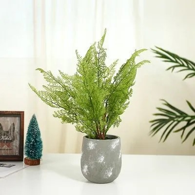 Một cây dương xỉ để bàn cũng có thể khiến ngày mới của bạn tuyệt vời hơn