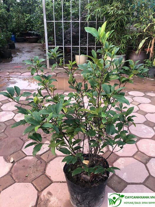 Mua cây lan tiêu ở Hà Nội