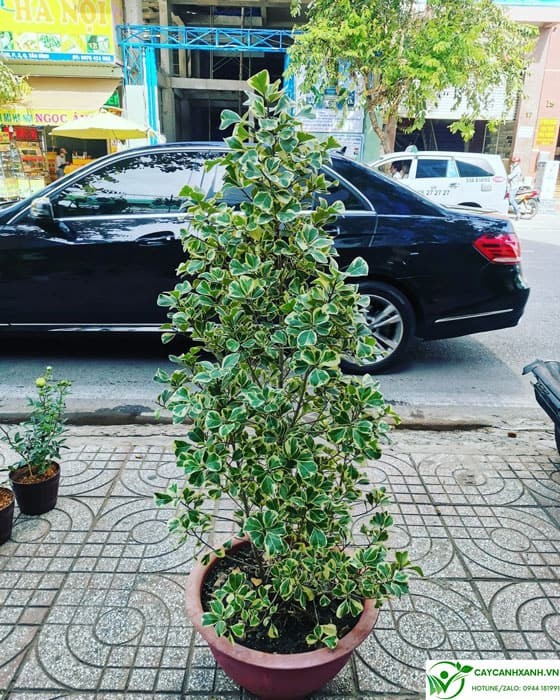 Mua cây đa tam phúc ở Hà nội