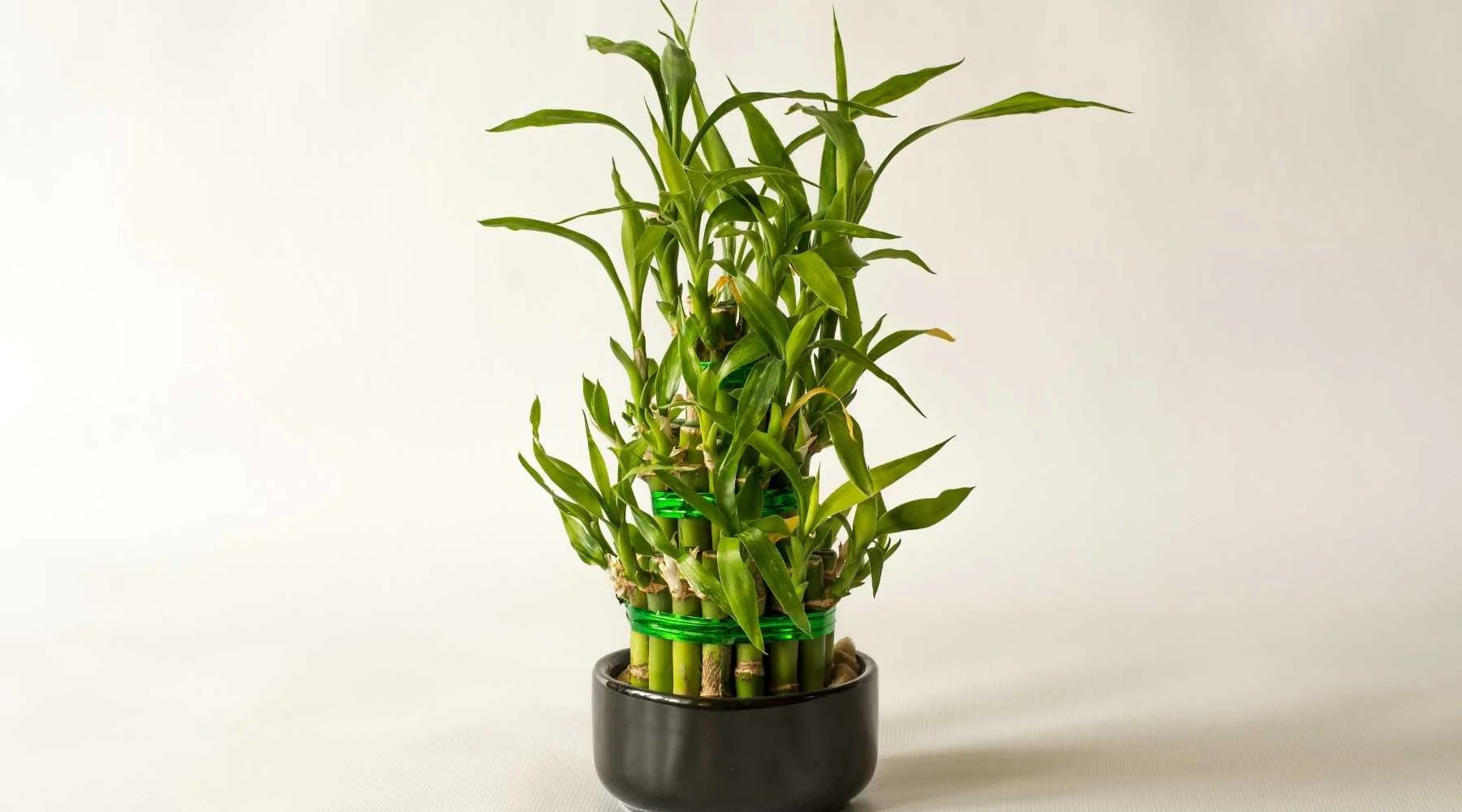 Cây trúc phát tài mang lại năng lượng tích cực cho người mệnh Mộc và Hỏa