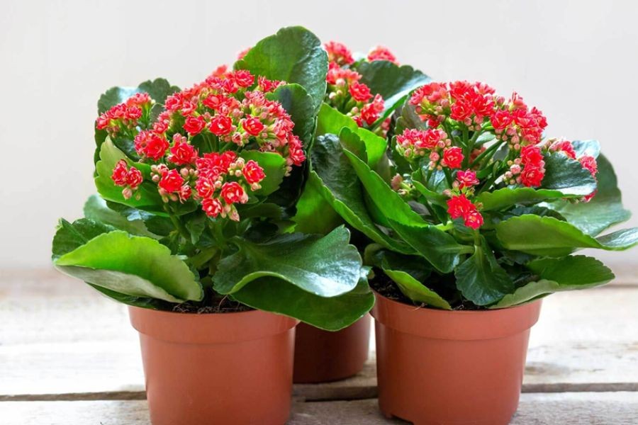 Cây lá bỏng ưa khí hậu nhiệt đới và ôn đới.