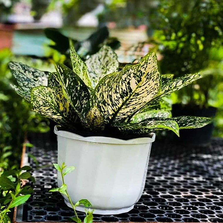 nhu ten goi la cua cay trau ba chan rit la dom co nhieu dom li ti anh minh hoa e4326431dc4447efb1f3536eebdd717b