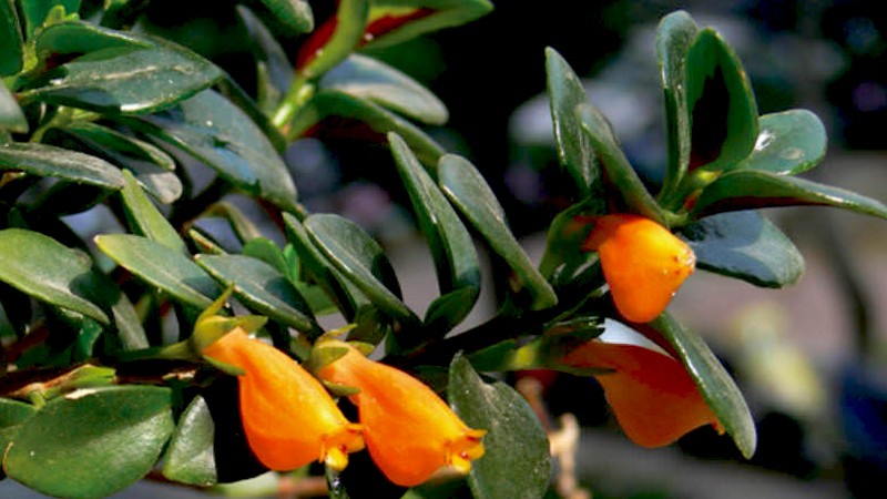 Cây cá vàng với những chùm hoa sai trĩu cành