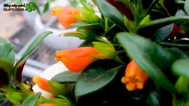 Cận cảnh bông hoa hình cá vàng độc đáo