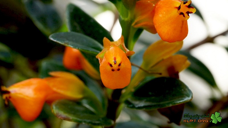 Vẻ đẹp rực rỡ của hoa cá vàng