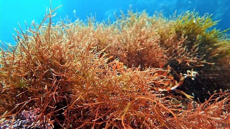 nhungloiichtuyetvoicuataonaudoivoisuckhoe12abb8bfaeb 1