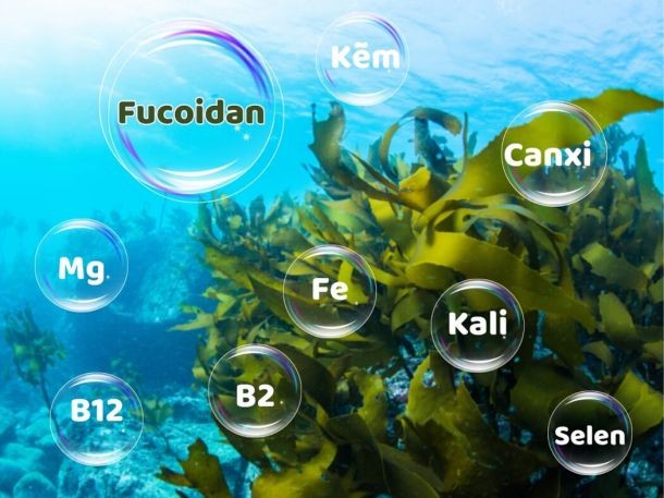 Các thành phần dinh dưỡng giàu dưỡng chất có trong tảo nâu