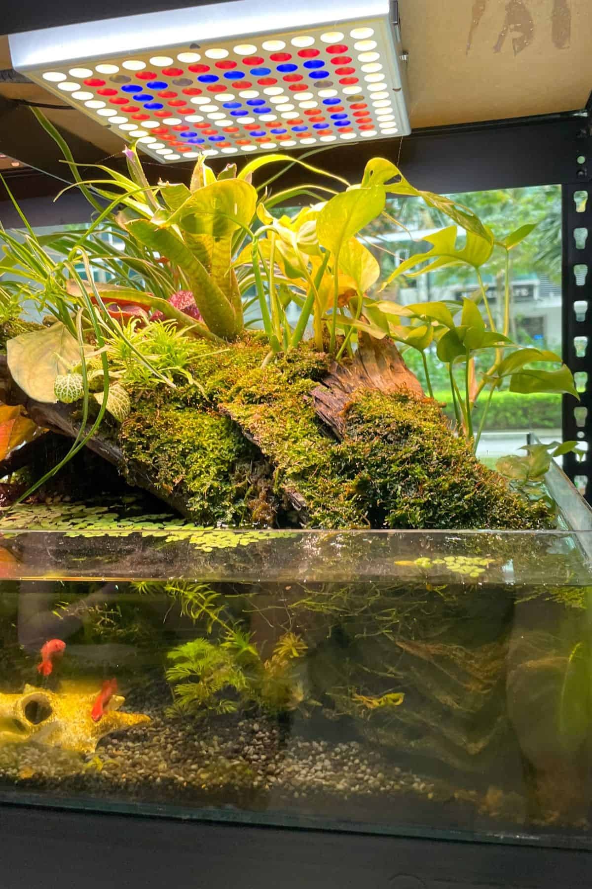 Bể Paludarium có cá và hệ thống đèn chiếu sáng