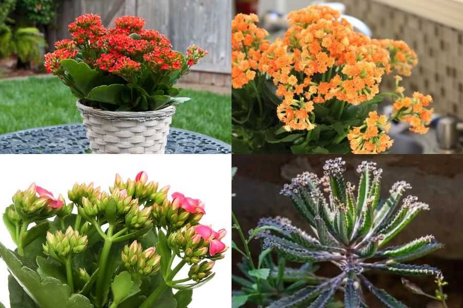 Có 4 loại cây lá bỏng phổ biến tại Việt Nam hiện nay.