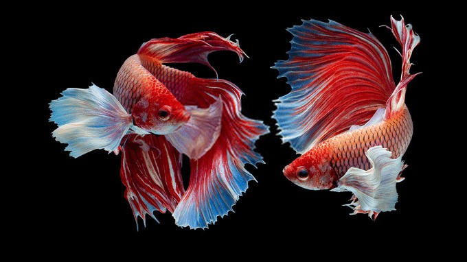 Cá chọi Betta có giá dao động từ 20.000 đồng đến 70.000 đồng/con, tuy nhiên, những con đặc biệt có thể lên đến cả nghìn USD.