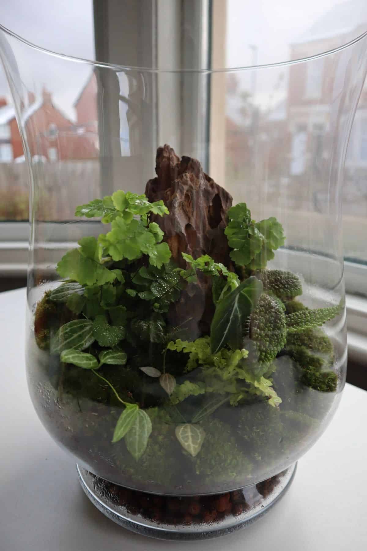 Terrarium trồng cây theo chủ đề rừng mưa nhiệt đới