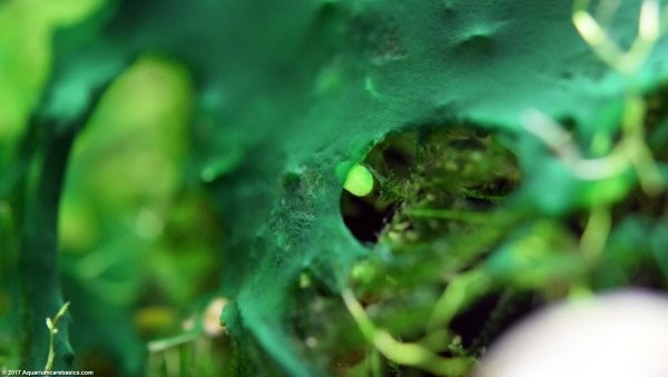 Rêu nhớt (rêu xanh lục lam)