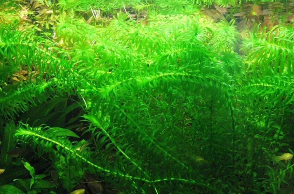 Rong đuôi chó uốn lượn trong bể, cây thủy sinh đẹp cho bể cá