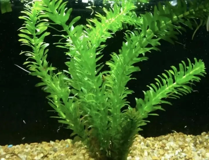 Rong đuôi chó mềm mại, cây thủy sinh không cần đất nền dễ chăm sóc