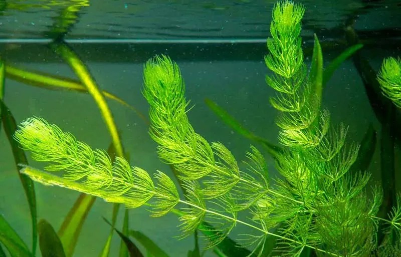 Rong đuôi chồn thả nổi trong bể cá, không cần đất nền vẫn phát triển