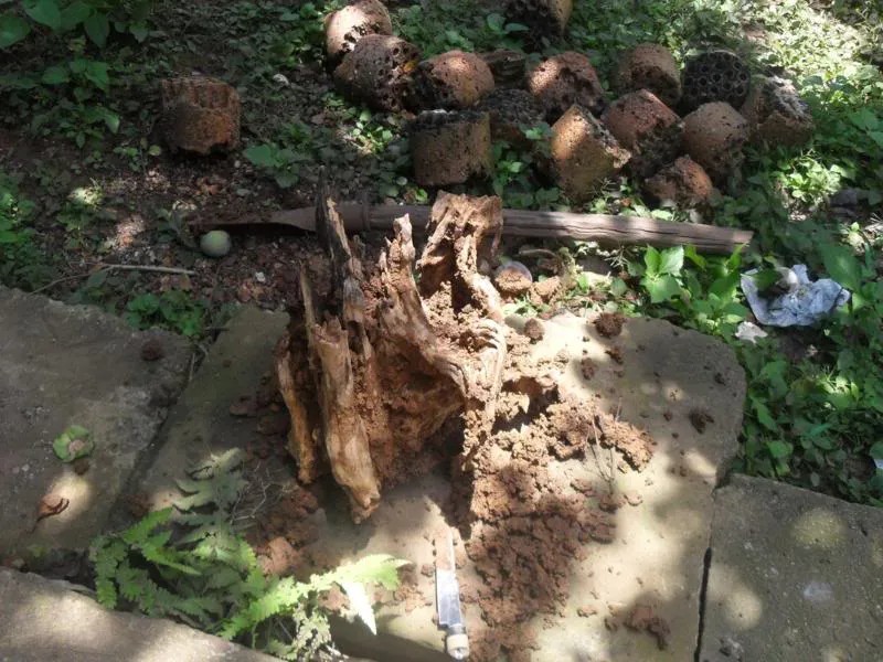 Những con mối chăm chỉ đang tạo hình cho khúc gỗ