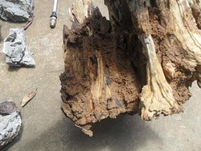 Quá trình làm sạch gỗ lũa sau khi mối hoàn thành công việc