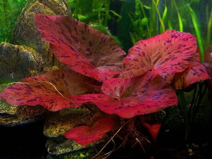 Sen tiger với lá cây đẹp mắt, có thể mọc chìm hoặc nổi