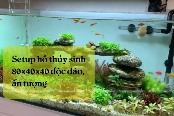 setup be thuy sinh 80 40 40 1 1