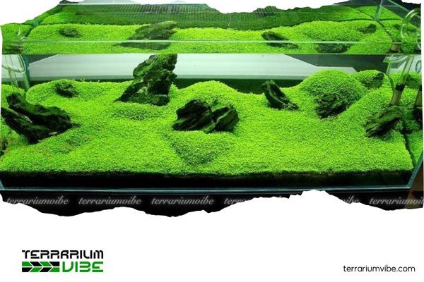 Phong cách Iwagumi hiện đại