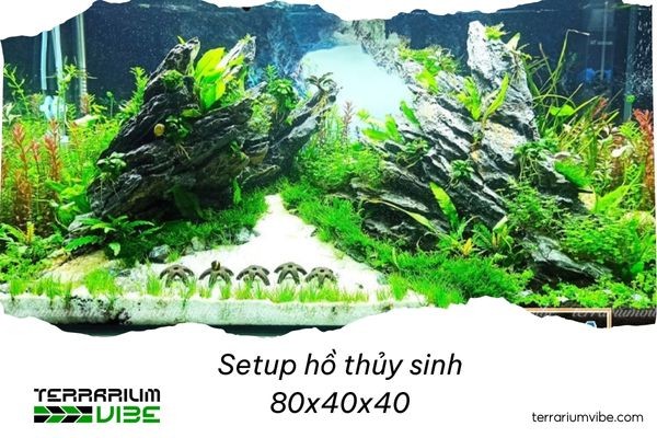 5 bước setup hồ thủy sinh 80x40x40 đơn giản
