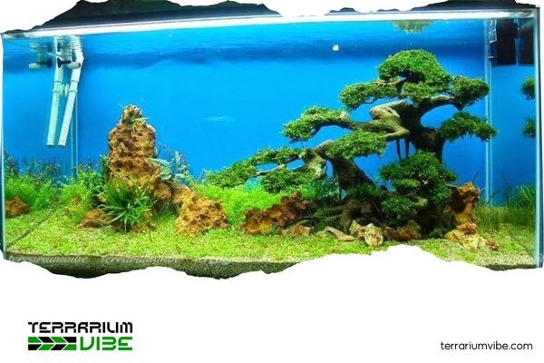 Bí quyết chăm sóc hồ thủy sinh luôn xanh tươi, sạch đẹp