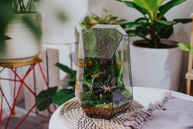 Cây trong terrarium có dấu hiệu vàng lá và yếu ớt do thiếu sáng