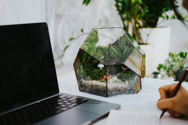 Một terrarium đẹp mắt với sự sắp đặt tinh tế của cây xanh và phụ kiện