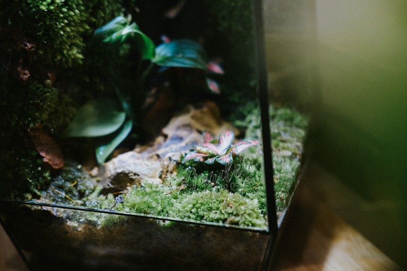 Các loại xương rồng và sen đá, tượng trưng cho cây mọng nước không phù hợp với terrarium kín