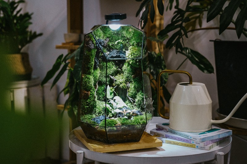 Terrarium đặt sai vị trí, bị ánh nắng chiếu trực tiếp gây cháy lá cây