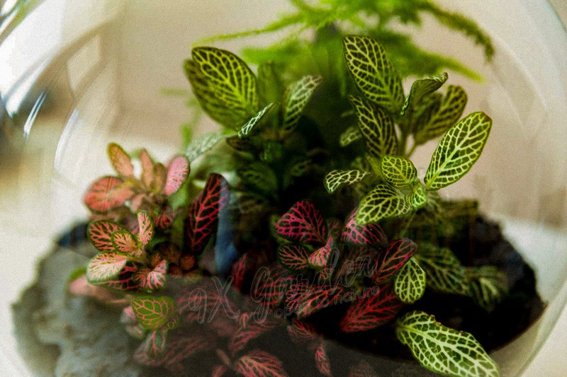 Cận cảnh bề mặt kính terrarium bị mờ do hơi nước đọng