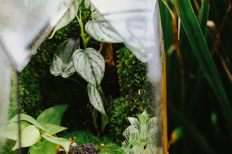 Một cây trong terrarium bị vàng lá và có dấu hiệu bệnh