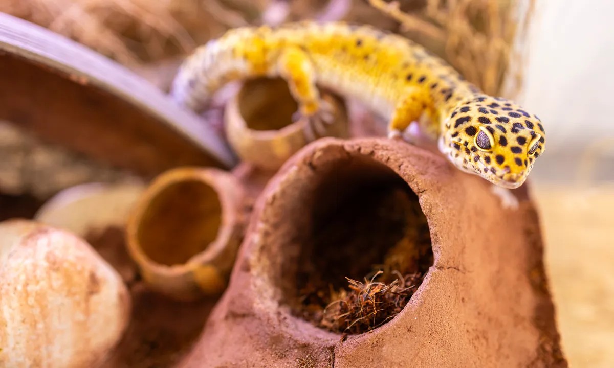 Hang ngầm trong terrarium