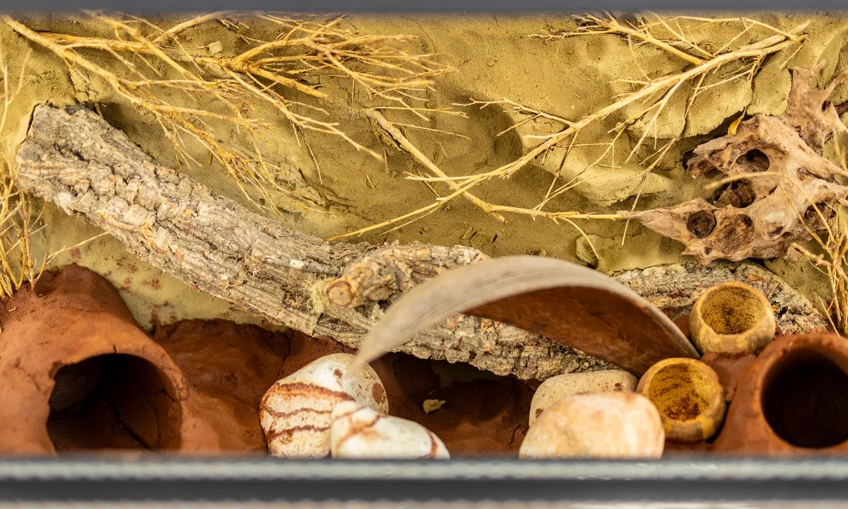 Terrarium với Tropical TerraClay