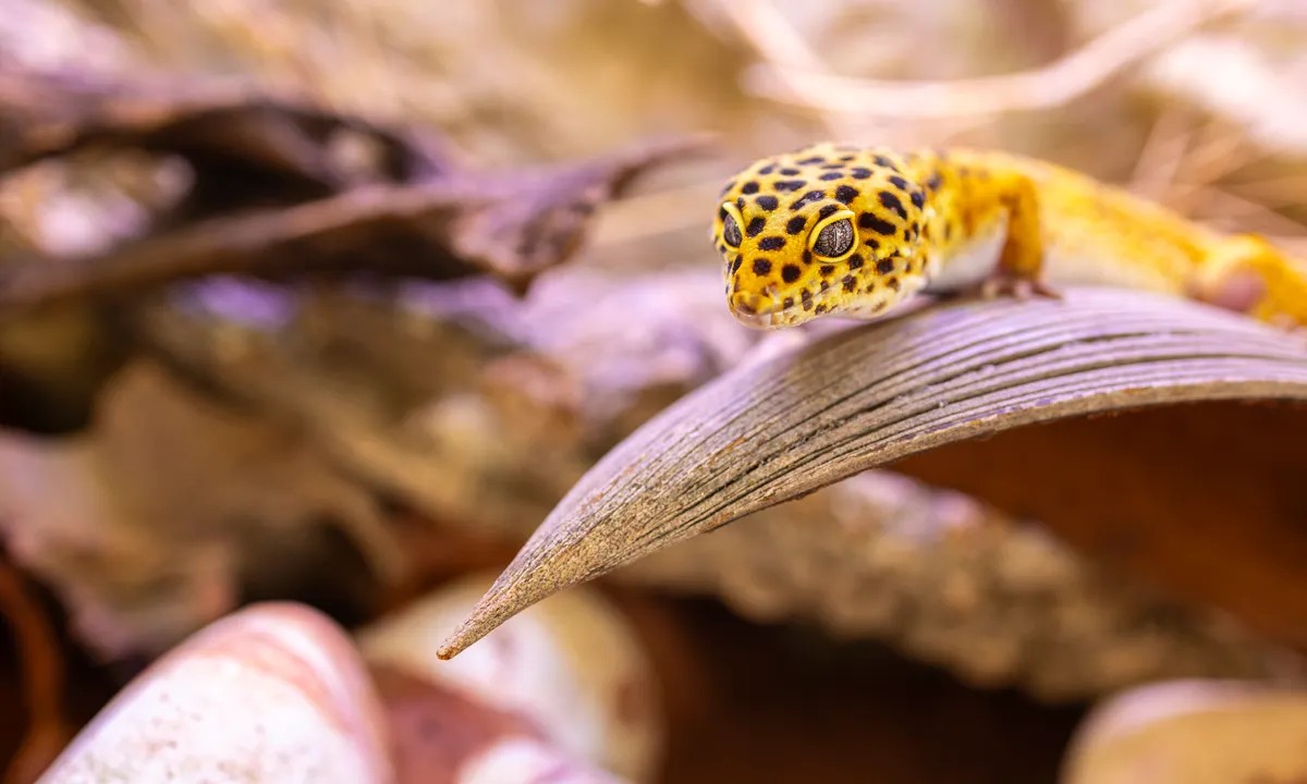 Kỳ nhông đất trong terrarium