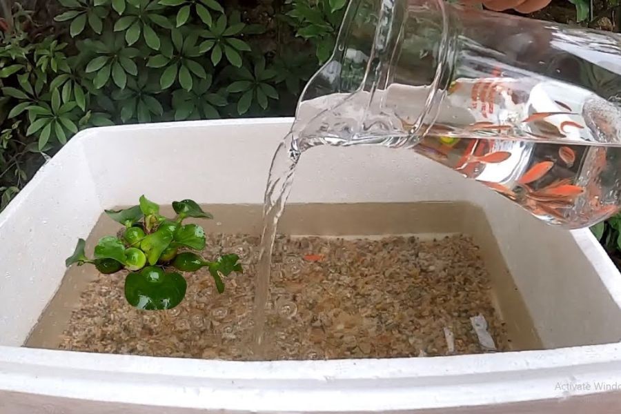 Thả cá vào hồ thủy sinh