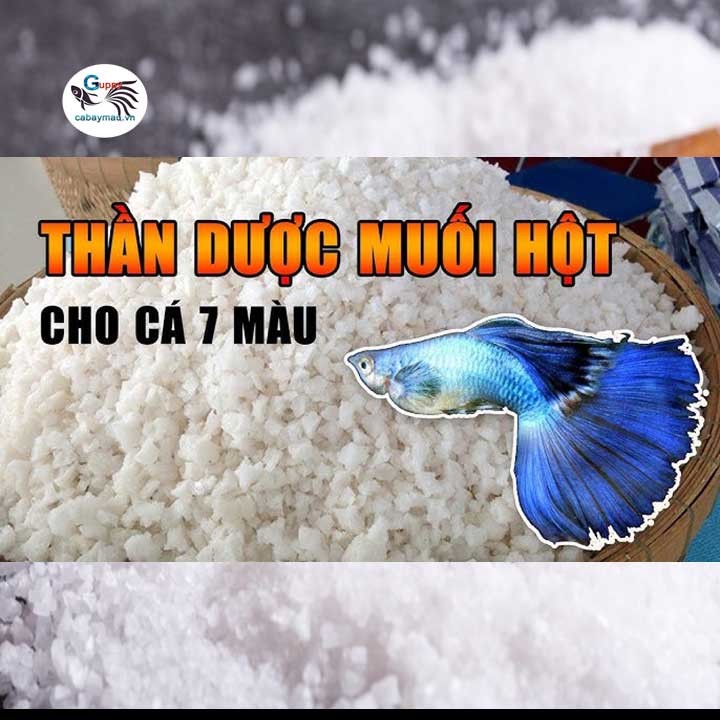 Muối hột được xem là "thần dược" giúp cá bảy màu khỏe mạnh và chống lại bệnh tật.