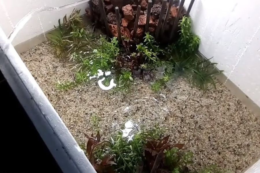 Cắm cây thủy sinh vào hồ