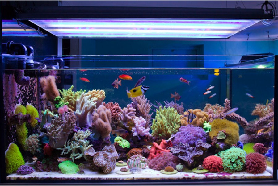 Một hồ cá cảnh với ánh sáng đèn lung linh, làm nổi bật màu sắc của cá và cây thủy sinh