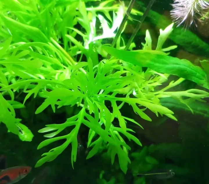 Cây thủy cúc dễ trồng, lá như hoa cúc trang trí bể cá sinh động