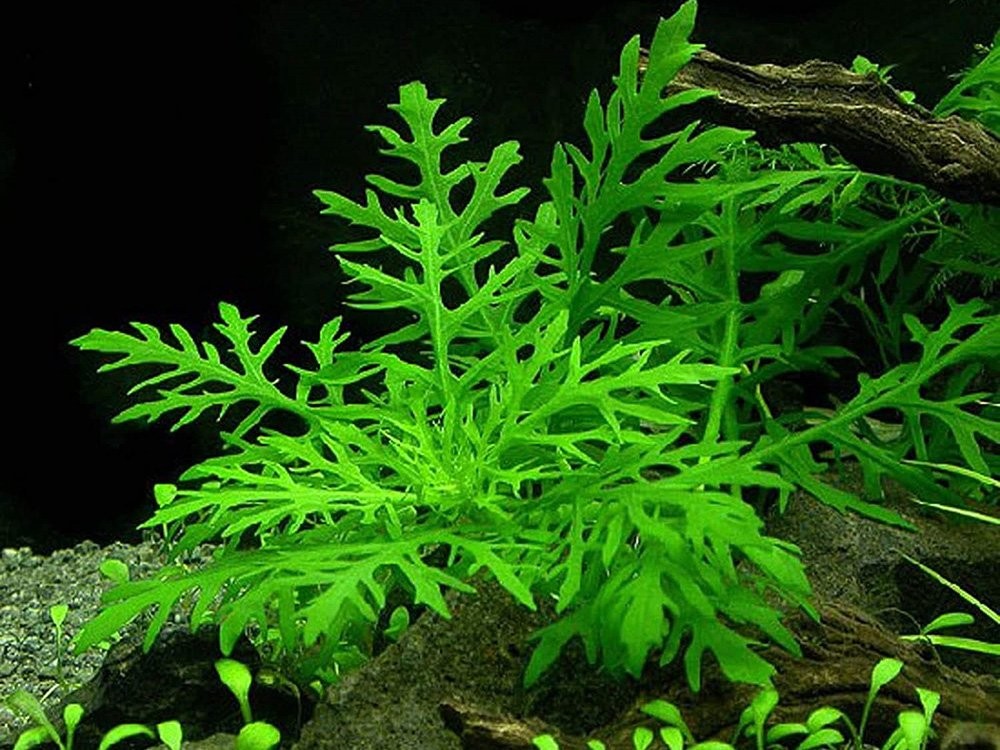 Cây thủy cúc xanh tươi tạo nơi trú ẩn cho cá