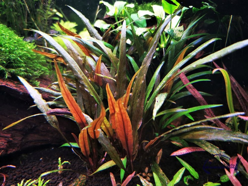 Tiêu thảo nâu với lá màu nâu sẫm và mặt dưới tím