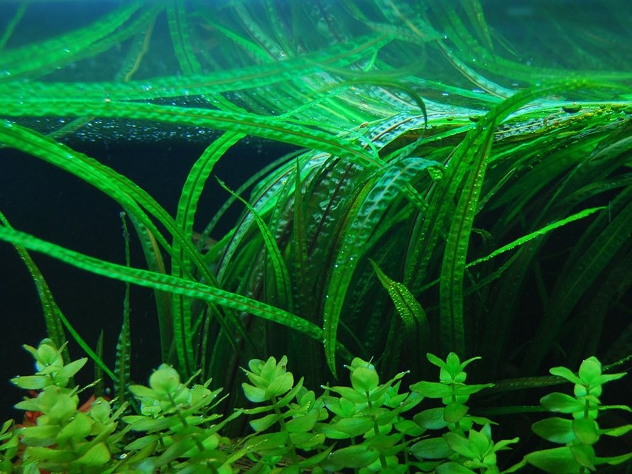 tieu thao1637399425 1