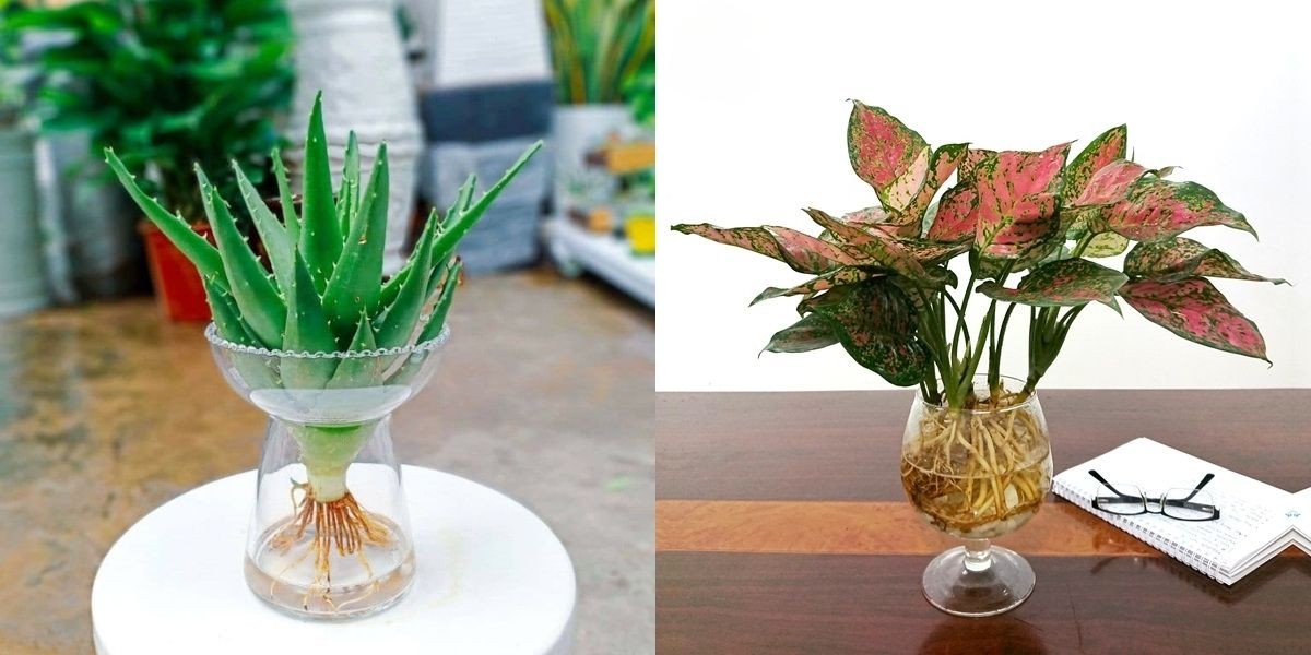 Cây nha đam (trái) và cây vạn lộc (phải)