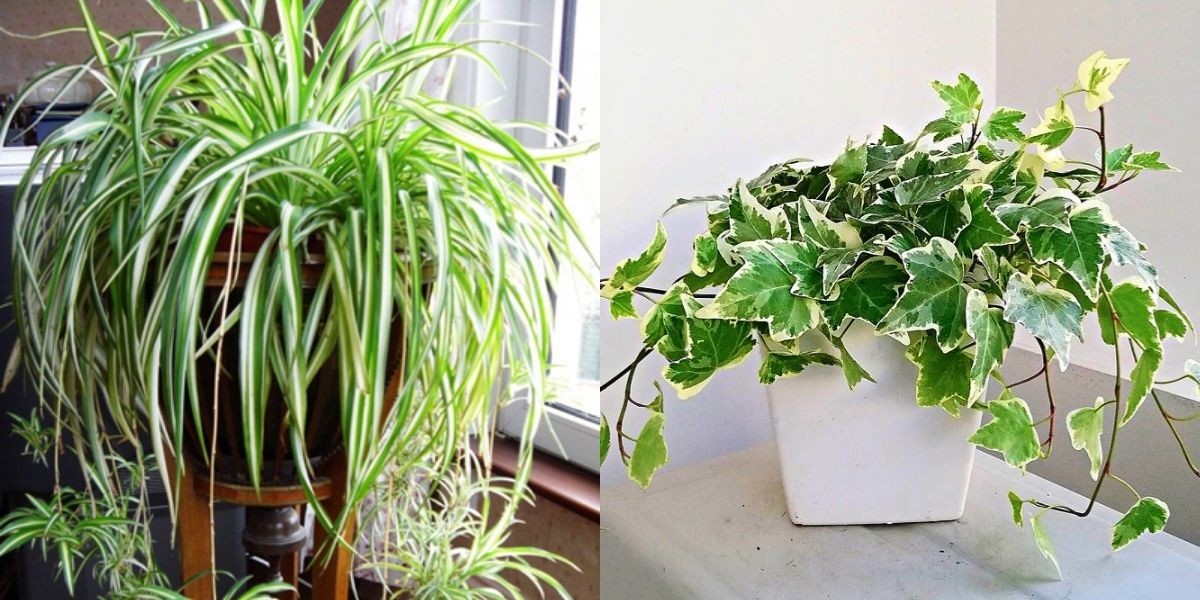 Cây dây nhện (trái) và cây thường xuân (phải)