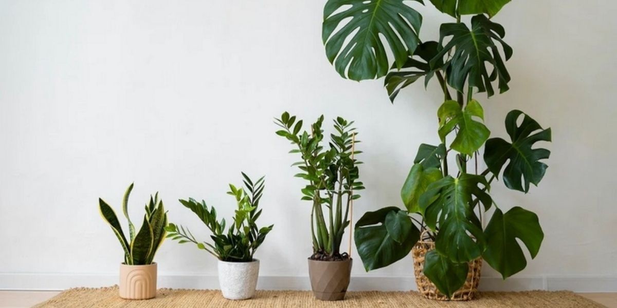 Các loại cây này có thể trang trí trong phòng, vừa sạch vừa thẩm mỹ